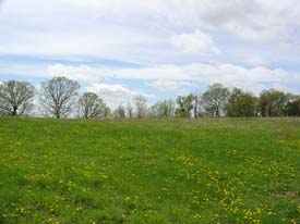 Beautiful Building Site Surrounded by a Border of Trees